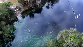 Manatees Florida Kayaking