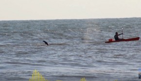 orca hitting a kayak