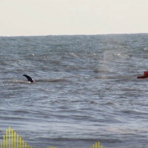 orca hitting a kayak