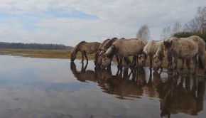 spring Latvia Paddle world