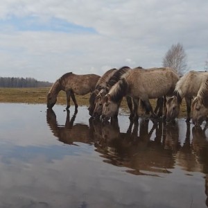 spring Latvia Paddle world
