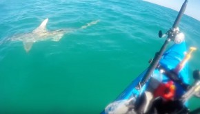 Stalked By A Hammerhead Shark!!! - Florida Keys paddle World