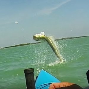 kayak fishing paddle World