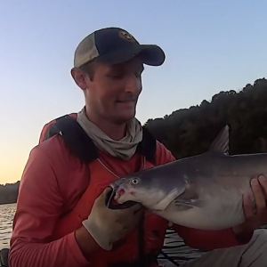 Monsters Under My Kayak: Catching Huge Catfish with Cut Bait