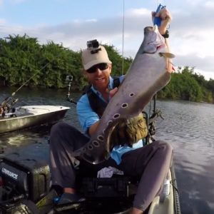 Clown Knifefish in Florida | #FieldTrips