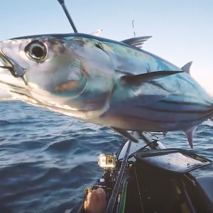 Strip Baits & Surf Skis With Timmy Turtle