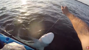 Shark Kayak Fishing Sleigh Ride. Montauk NY.