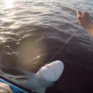 Shark Kayak Fishing Sleigh Ride. Montauk NY.
