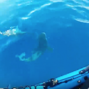 Shark Week 2017: THE TRUTH About Shark Fishing