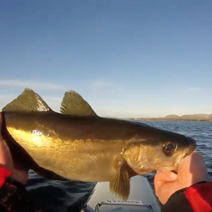 Clyde estuary pollock