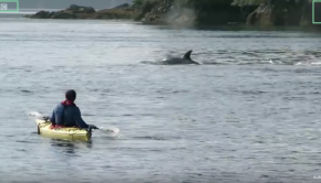 Sea Kayaking - Amazing Orca Dolphins leap from the water.