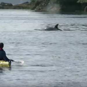 Sea Kayaking - Amazing Orca Dolphins leap from the water.