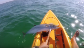 5 things to NEVER do with a SHARK in a KAYAK!