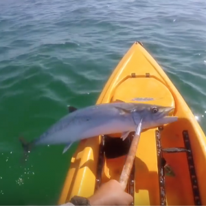 5 things to NEVER do with a SHARK in a KAYAK!