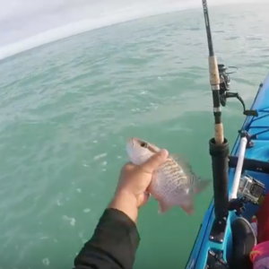 No Skunk For Me - Fun Fishing