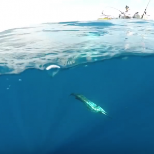 TAMING the FASTEST Fish in the OCEAN- Catch n Cook - Ft. Deep Blue Kayak Fishing + Robert Field