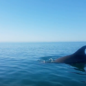 Kayaking With Dolphins In San Carlos
