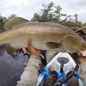 Surface Barra Using Zman Hard Leg FrogZ on Dragon Kayak