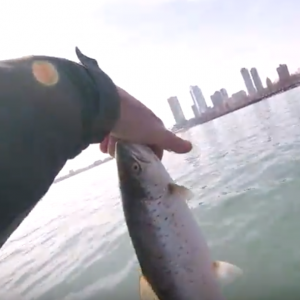 Brown Trout Fishing Milwaukee NFN Kayak Adventure