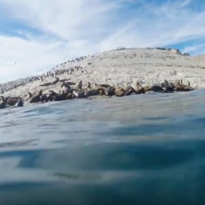 Kayaking with Sea Lions in Patagonia | Lizzie Daly