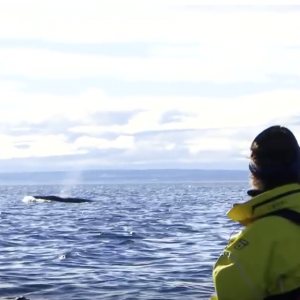 Sea Kayaking with Whales in Les Bergeronnes