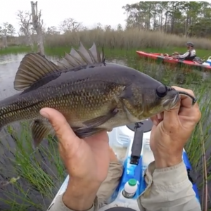 Flooded Wetlands Surface Bass Session 2017 on Dragon Kayak