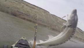 Monster 8ft Sturgeon nearly sinks kayak!!!