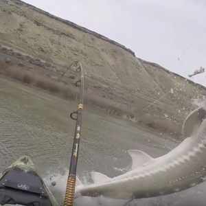 Monster 8ft Sturgeon nearly sinks kayak!!!
