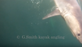 Porbeagle Shark 2018 Ireland, kayak angling.