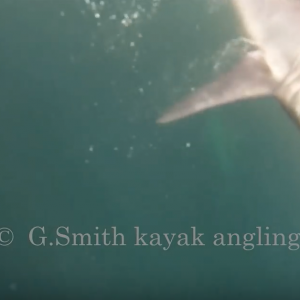 Porbeagle Shark 2018 Ireland, kayak angling.