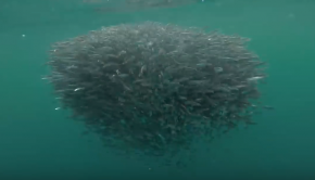 Gold Coast Mackerel Games - Australia awesomeness!