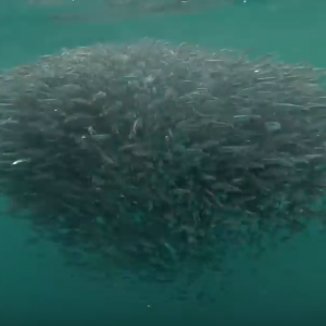Gold Coast Mackerel Games - Australia awesomeness!