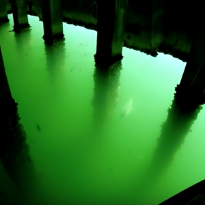 Kayak Fishing- EPIC Mangrove Snapper, Sheepshead, & Black Drum Frenzy!