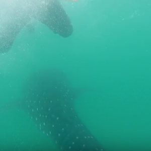 Swimming with Sharks & Offshore Kayak Fishing | Field Trips Panama