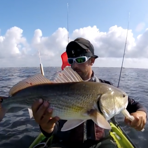 redfish, sheepshead, black drum, and annoying size blues