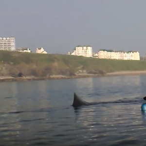 Kayaking with basking shark