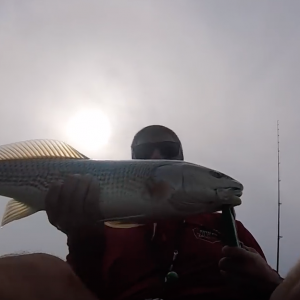 Non-Stop ROD BENDING ACTION Multi species reef fishing Pensacola Florida