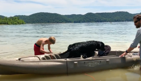 Labrador Retriever Training - Introducing puppies to swimming and kayaking!