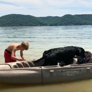 Labrador Retriever Training - Introducing puppies to swimming and kayaking!
