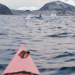 whale watching on a kayak in Lyngen Fjord