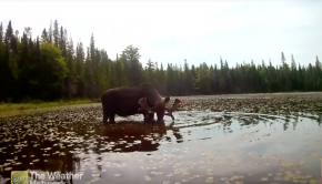 Kayaking with MOOSE, an adventure we're sure you've never experienced