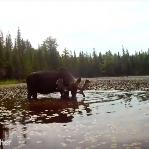 Kayaking with MOOSE, an adventure we're sure you've never experienced