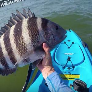 Sheepshead Training Day (CBBT Kayak FIshing)
