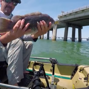 Flounder, Sheepy, and Cobia at the High Rise (Chesapeake Bay)