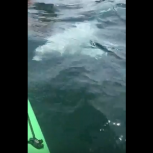 Kayaking with Beluga Whales