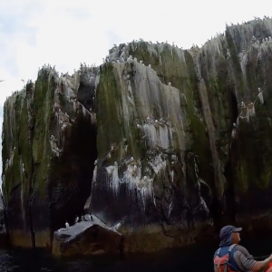 Farne Islands Sea Kayaking