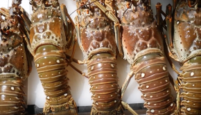 Florida Keys Lobster Mini Season 2018 - Day 1