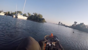 Sea Lion gets aggressive with Kayak Fisherman
