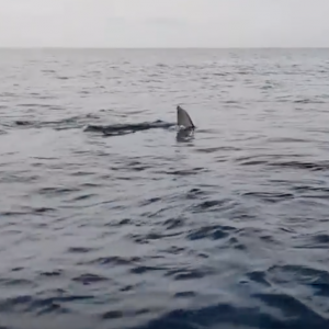 Great White Shark encounter whilst Kayak Fishing, Urunga, NSW, Australia