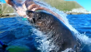 Seal slaps man with octopus
